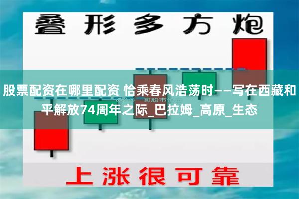 股票配资在哪里配资 恰乘春风浩荡时——写在西藏和平解放74周年之际_巴拉姆_高原_生态